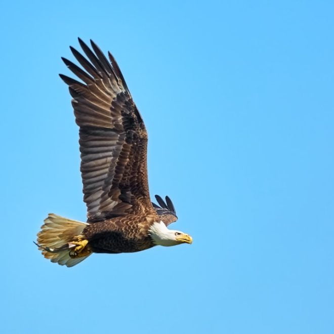 Rêve d&rsquo;aigle : l&rsquo;envol vers la liberté