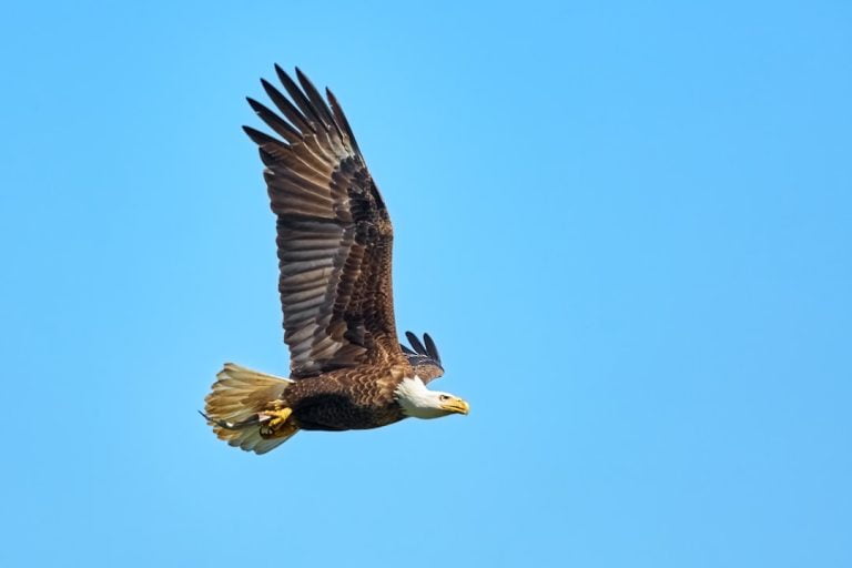 Rêve d&rsquo;aigle : l&rsquo;envol vers la liberté