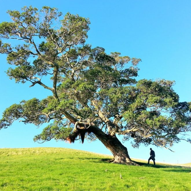 Le Rêve d&rsquo;arbre: Une Exploration de la Nature et de l&rsquo;Imagination