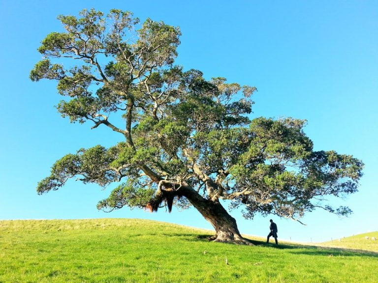 Le Rêve d&rsquo;arbre: Une Exploration de la Nature et de l&rsquo;Imagination
