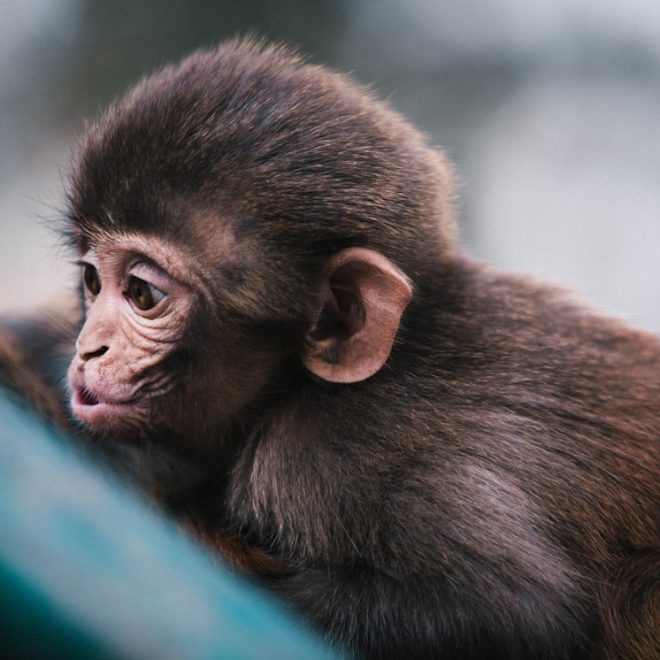 Rêve de singe: l&rsquo;histoire d&rsquo;un voyage onirique
