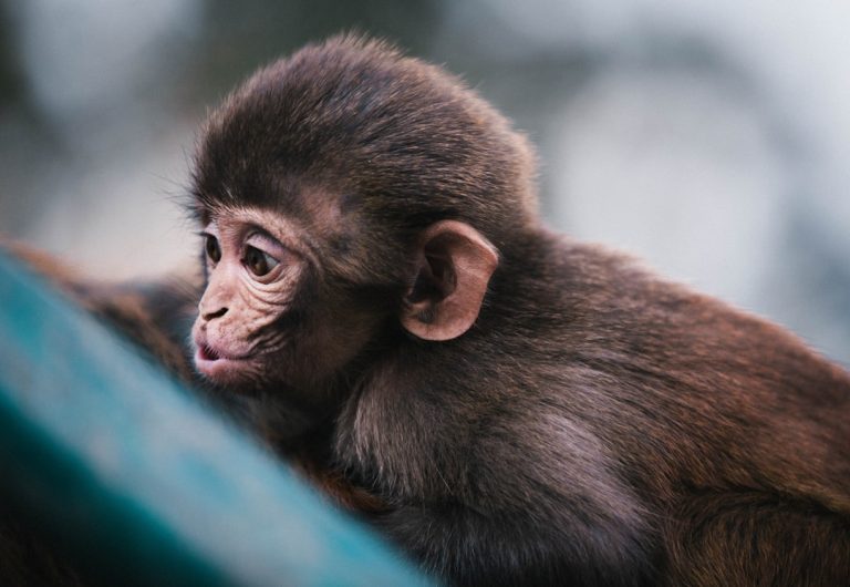 Rêve de singe: l&rsquo;histoire d&rsquo;un voyage onirique