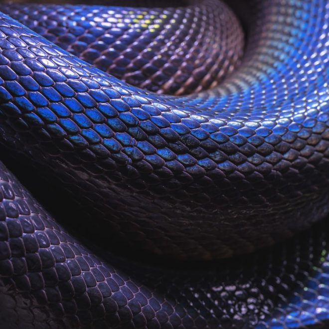 Rêve de serpent noir: Un cauchemar réel