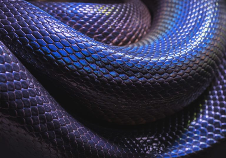 Rêve de serpent noir: Un cauchemar réel