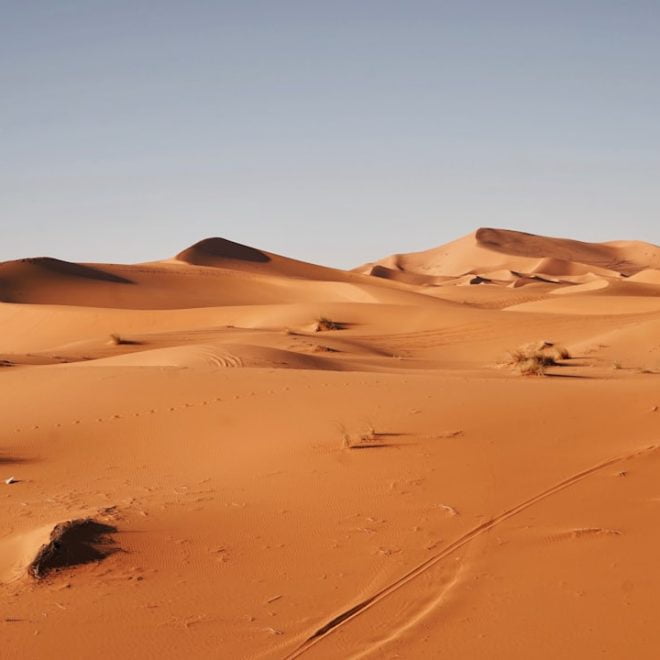Rêve de scorpion: le symbole énigmatique de l&rsquo;inconscient