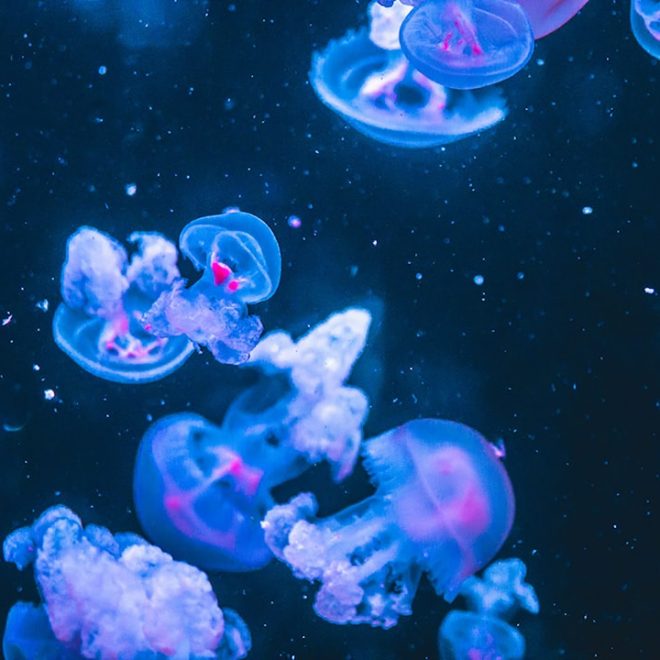 Rêve de poisson: Hors de l&rsquo;eau – Un article captivant sur la quête de liberté des poissons
