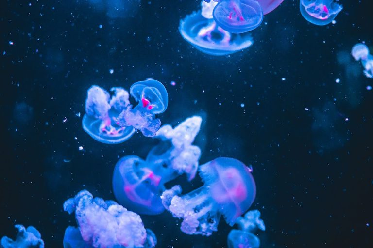 Rêve de poisson: Hors de l&rsquo;eau – Un article captivant sur la quête de liberté des poissons