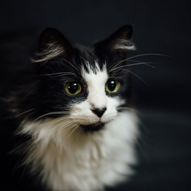 Le Rêve de Chat: Une Exploration Onirique Féline