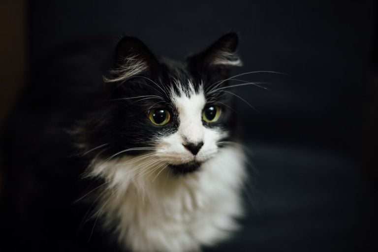 Le Rêve de Chat: Une Exploration Onirique Féline