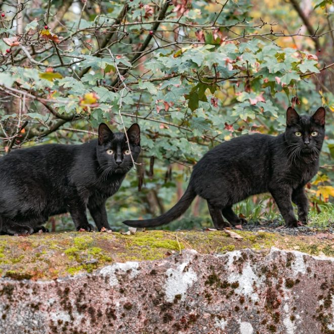 Le Rêve de Chat Noir: Une Histoire Énigmatique