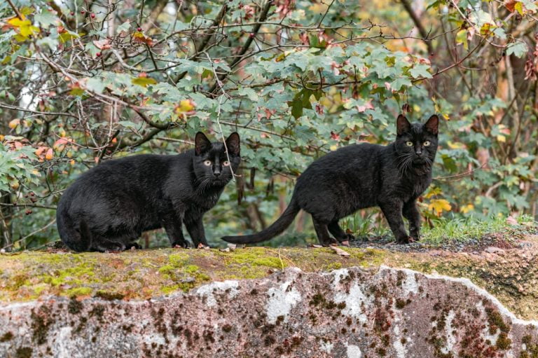 Le Rêve de Chat Noir: Une Histoire Énigmatique