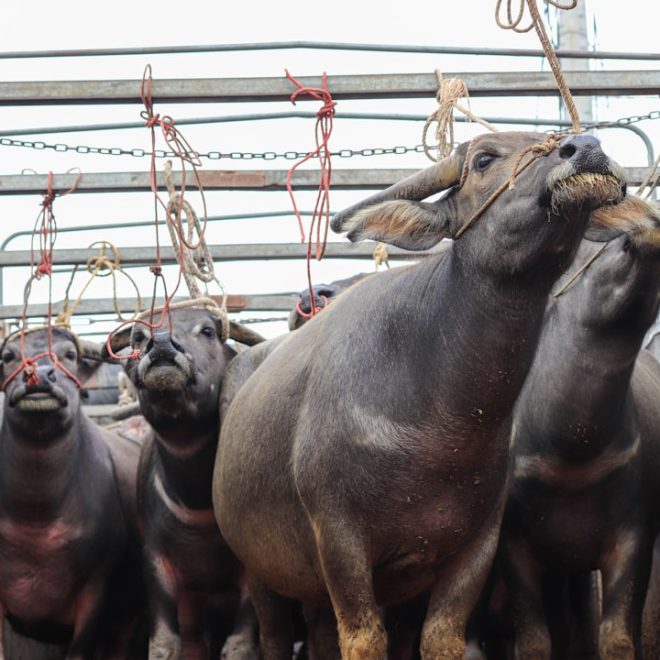 Rêve de cochon : un rêve prémonitoire ou simplement absurde ?