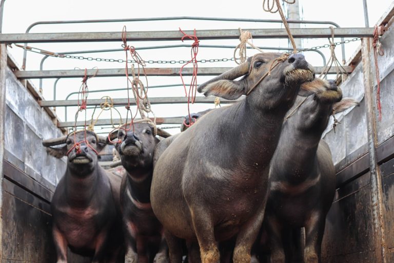 Rêve de cochon : un rêve prémonitoire ou simplement absurde ?