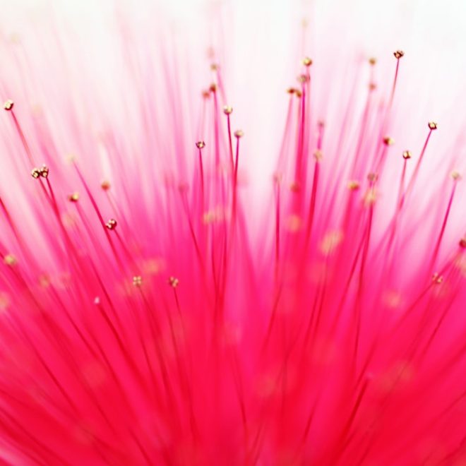 Rêve de fleur: La beauté florale pour une vie épanouissante