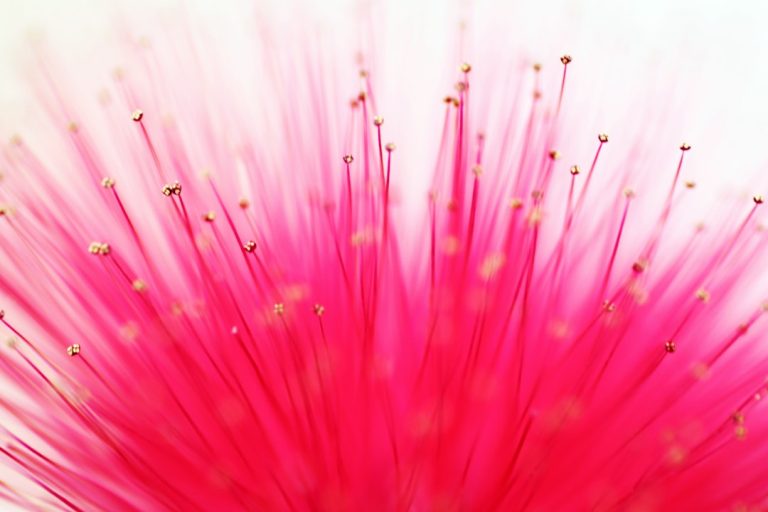 Rêve de fleur: La beauté florale pour une vie épanouissante