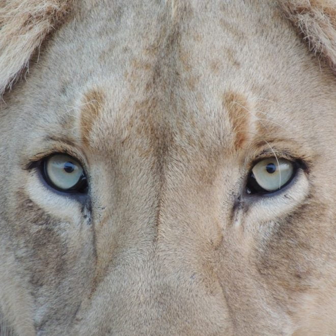 Le Rêve de Lion: Une Quête de Courage et de Puissance