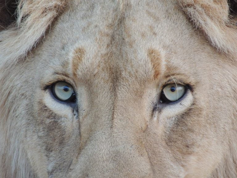 Le Rêve de Lion: Une Quête de Courage et de Puissance