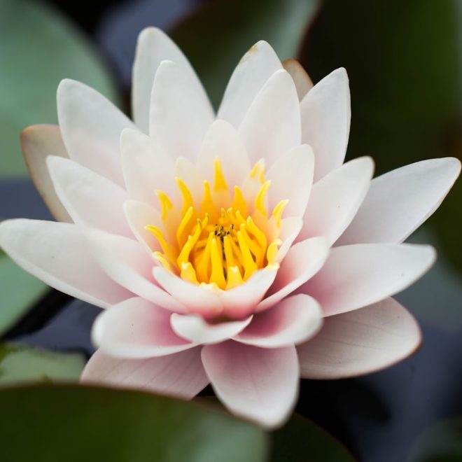 La symbolique de la fleur de lotus: signification et interprétation