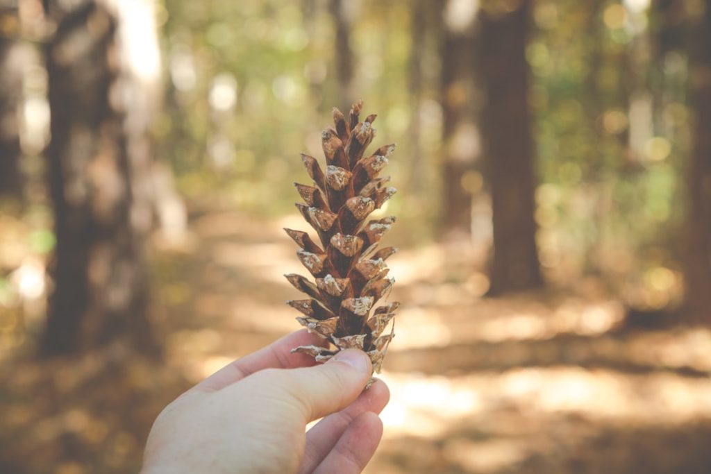 Photo Pinecone symbolism