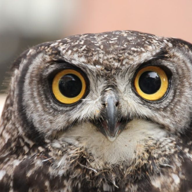 Le Symbolisme du Rêve de Hibou Expliqué