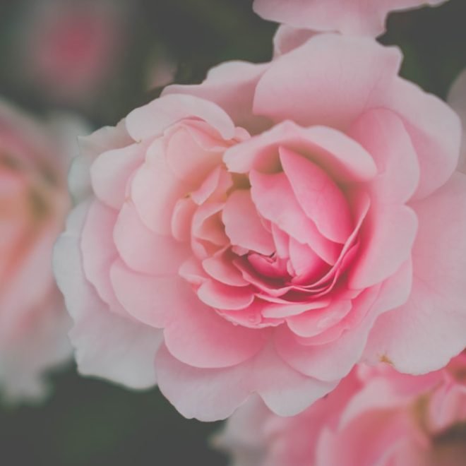Symbolisme du rose dans les rêves: signification et interprétation