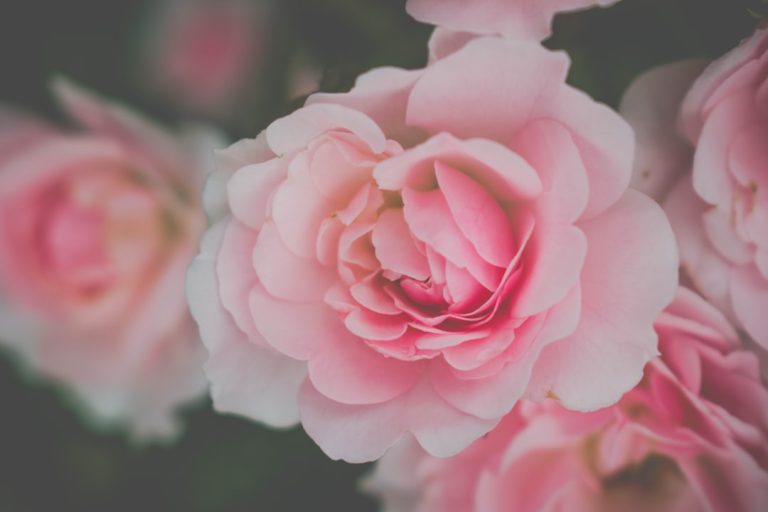 Symbolisme du rose dans les rêves: signification et interprétation